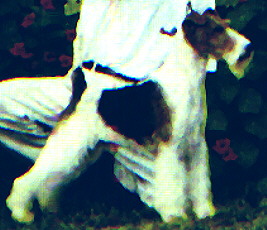 Tristan
