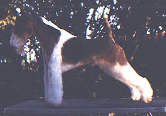 Norman