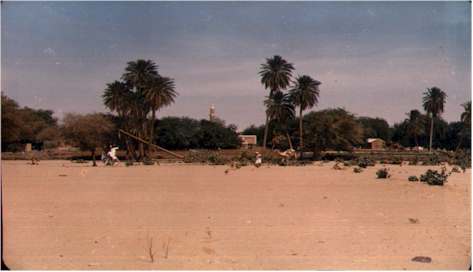 Palm trees from Bara Town