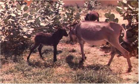 Donkeys from Bara Town