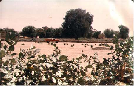 Farm ( sagia ) from Bara Town