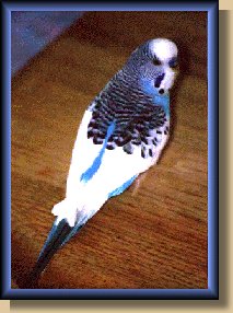 Rainbow the budgie