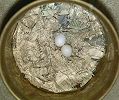 Tiara's eggs