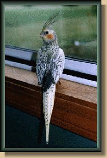 Tiara the cockatiel