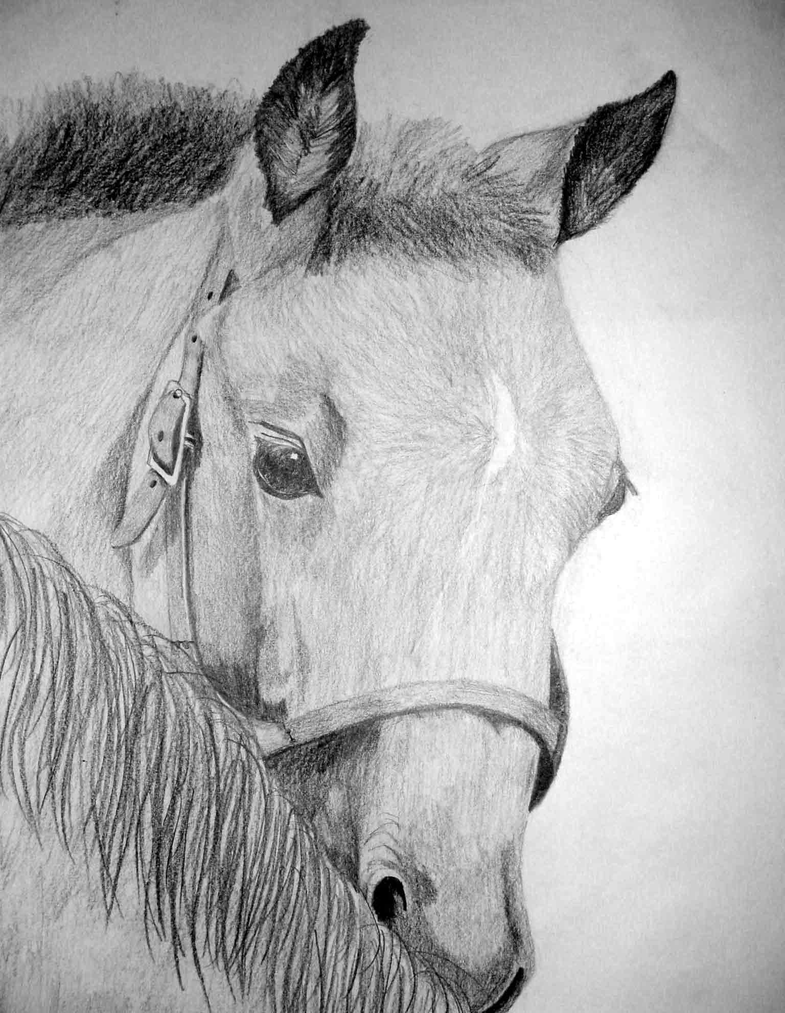 foal.jpg (162764 bytes)