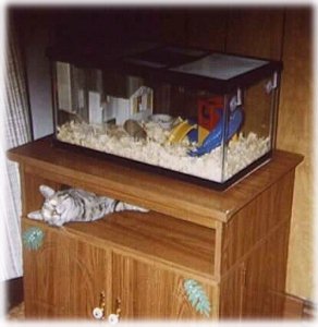 Ready for gerbils