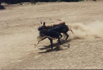 Dog race - photo 4
