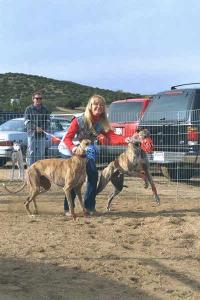 Greyhounds at the starting gate
