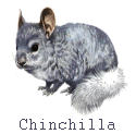 chinchilla