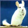 Chinchilla