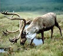 reindeer