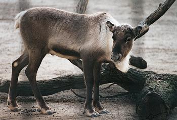 reindeer