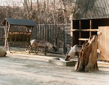 reindeer