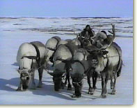 reindeer