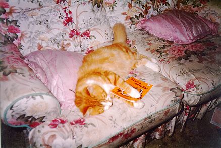 Our cat reading a booklet called 'start a new life'