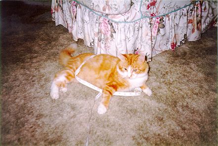 Our cat playing with a tape measure