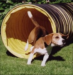 Beagles enjoy Agility