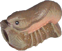 Scottsdale Burrowing Crayfish