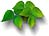 genealogy leaf