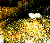 The Cat