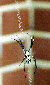 The Spider
