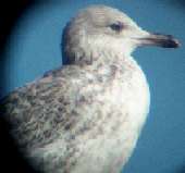 Larus argentatus