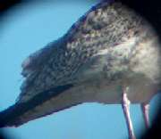 Larus argentatus