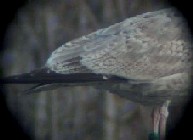 Larus argentatus