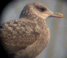 Larus michahellis 1. inv. ?