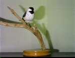 chick2