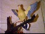 Dove2