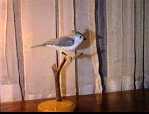 Titmouse