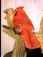 cardinal1
