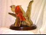 cardinal3
