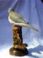 dove2