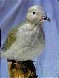 dove3