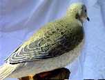 dove4