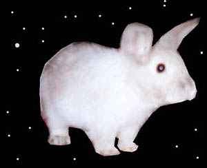 spacebunny 