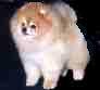 Pomeranian