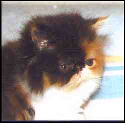 Ch. Kozy Sophie