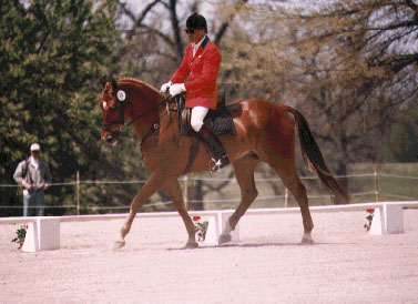 Photo of horse in dressage arena