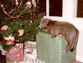 Jedi chewing the tree