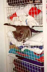 Jedi kitten in the Elfa