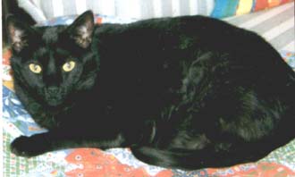 Katt