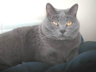 Mozzie