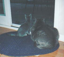 Pippa and Jedi at the door