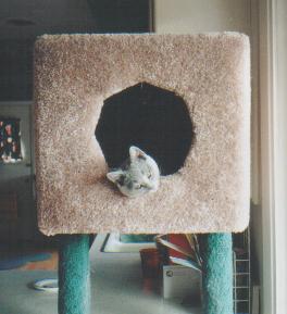 Pippa poking out her head