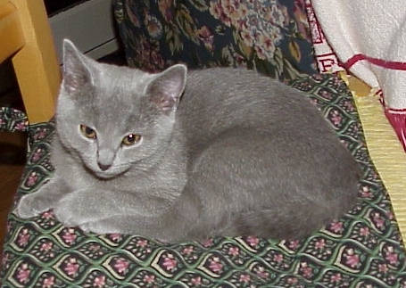 Pippa relaxing on the stool
