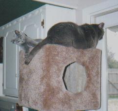 Pippa on top with Jedi