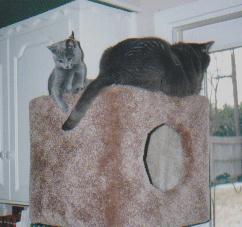 Pippa playing with Jedi's tail